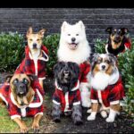 Ariel Winter Instagram - ❤️❄️Merry Christmas❄️❤️ 🐶 #merrychristmas #2022 #dogsofinstagram #dogs #dogstagram #family