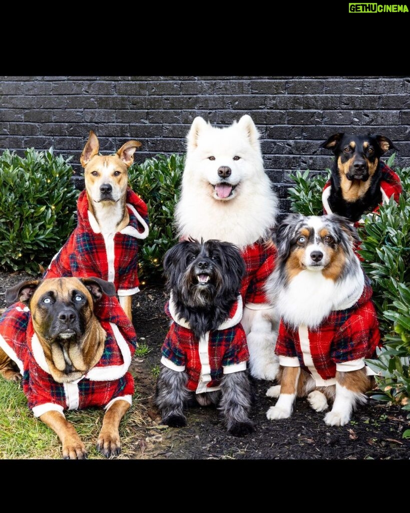 Ariel Winter Instagram - ❤❄Merry Christmas❄❤ 🐶 #merrychristmas #2022 #dogsofinstagram #dogs #dogstagram #family