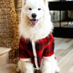 Ariel Winter Instagram - ❤️❄️Merry Christmas❄️❤️ 🐶 #merrychristmas #2022 #dogsofinstagram #dogs #dogstagram #family