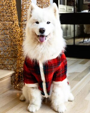Ariel Winter Instagram - ❤️❄️Merry Christmas❄️❤️ 

🐶

#merrychristmas #2022 #dogsofinstagram #dogs #dogstagram #family