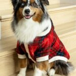 Ariel Winter Instagram - ❤️❄️Merry Christmas❄️❤️ 🐶 #merrychristmas #2022 #dogsofinstagram #dogs #dogstagram #family