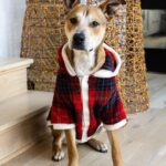 Ariel Winter Instagram - ❤️❄️Merry Christmas❄️❤️ 🐶 #merrychristmas #2022 #dogsofinstagram #dogs #dogstagram #family