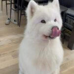 Ariel Winter Instagram - swipe for a surprise 🍊🤎🍯 #ootd #fashion #dogsofinstagram
