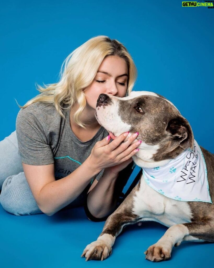 Ariel Winter Instagram - Happy #NationalRescueDogDay! 🐶 As you all know, I’m extremely passionate about rescue dogs😍, so today I’m celebrating adoptable rescue pups like these, and supporting one of my favorite rescues @wagsandwalks. Wags & Walks is an LA & Nashville based rescue dedicated to finding forever homes for dogs of all ages, sizes & breeds. They have saved 9,000+ pups since 2011 through family-friendly adoption, volunteer and humane education programming. 🐾 PLEASE consider adopting a furry friend, donating and/or getting involved at wagsandwalks.org today! #adoptdontshop #rescue #rescuedogsofinstagram