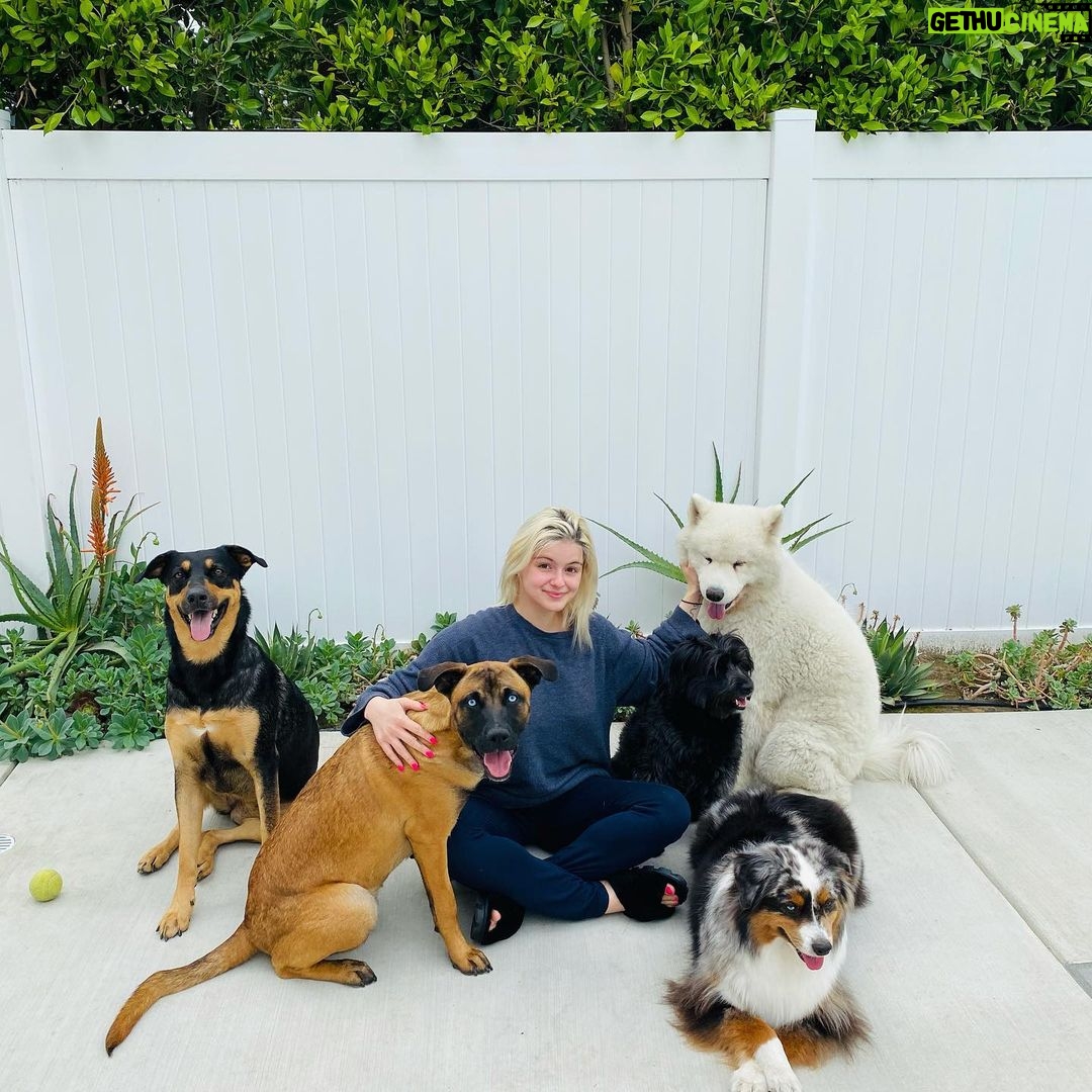 Ariel Winter Instagram - These 5 have my ❤️❤️❤️❤️❤️ Anyone else absolutely obsessed with their furkids and feel like sharing? Tag meeee I wanna seeeeee their sweet faces😍 Extra 🎉 if you have a pittie or pittie mix or a rescue story 😍😍😍😍 #dogsofinstagram #dogs #dogsofinsta #dogmom #pitbull #adoptdontshop #adopt #rescuedogsofinstagram #rescue #myheart #rescuedog Los Angeles, California
