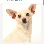 Ariel Winter Instagram - Happy #NationalRescueDogDay! 🐶 As you all know, I’m extremely passionate about rescue dogs😍, so today I’m celebrating adoptable rescue pups like these, and supporting one of my favorite rescues @wagsandwalks. Wags & Walks is an LA & Nashville based rescue dedicated to finding forever homes for dogs of all ages, sizes & breeds. They have saved 9,000+ pups since 2011 through family-friendly adoption, volunteer and humane education programming. 🐾 PLEASE consider adopting a furry friend, donating and/or getting involved at wagsandwalks.org today! #adoptdontshop #rescue #rescuedogsofinstagram