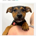 Ariel Winter Instagram - Happy #NationalRescueDogDay! 🐶 As you all know, I’m extremely passionate about rescue dogs😍, so today I’m celebrating adoptable rescue pups like these, and supporting one of my favorite rescues @wagsandwalks. Wags & Walks is an LA & Nashville based rescue dedicated to finding forever homes for dogs of all ages, sizes & breeds. They have saved 9,000+ pups since 2011 through family-friendly adoption, volunteer and humane education programming. 🐾 PLEASE consider adopting a furry friend, donating and/or getting involved at wagsandwalks.org today! #adoptdontshop #rescue #rescuedogsofinstagram