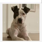 Ariel Winter Instagram - Happy #NationalRescueDogDay! 🐶 As you all know, I’m extremely passionate about rescue dogs😍, so today I’m celebrating adoptable rescue pups like these, and supporting one of my favorite rescues @wagsandwalks. Wags & Walks is an LA & Nashville based rescue dedicated to finding forever homes for dogs of all ages, sizes & breeds. They have saved 9,000+ pups since 2011 through family-friendly adoption, volunteer and humane education programming. 🐾 PLEASE consider adopting a furry friend, donating and/or getting involved at wagsandwalks.org today! #adoptdontshop #rescue #rescuedogsofinstagram