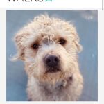 Ariel Winter Instagram - Happy #NationalRescueDogDay! 🐶 As you all know, I’m extremely passionate about rescue dogs😍, so today I’m celebrating adoptable rescue pups like these, and supporting one of my favorite rescues @wagsandwalks. Wags & Walks is an LA & Nashville based rescue dedicated to finding forever homes for dogs of all ages, sizes & breeds. They have saved 9,000+ pups since 2011 through family-friendly adoption, volunteer and humane education programming. 🐾 PLEASE consider adopting a furry friend, donating and/or getting involved at wagsandwalks.org today! #adoptdontshop #rescue #rescuedogsofinstagram