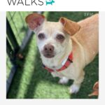 Ariel Winter Instagram - Happy #NationalRescueDogDay! 🐶 As you all know, I’m extremely passionate about rescue dogs😍, so today I’m celebrating adoptable rescue pups like these, and supporting one of my favorite rescues @wagsandwalks. Wags & Walks is an LA & Nashville based rescue dedicated to finding forever homes for dogs of all ages, sizes & breeds. They have saved 9,000+ pups since 2011 through family-friendly adoption, volunteer and humane education programming. 🐾 PLEASE consider adopting a furry friend, donating and/or getting involved at wagsandwalks.org today! #adoptdontshop #rescue #rescuedogsofinstagram