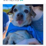 Ariel Winter Instagram - Happy #NationalRescueDogDay! 🐶 As you all know, I’m extremely passionate about rescue dogs😍, so today I’m celebrating adoptable rescue pups like these, and supporting one of my favorite rescues @wagsandwalks. Wags & Walks is an LA & Nashville based rescue dedicated to finding forever homes for dogs of all ages, sizes & breeds. They have saved 9,000+ pups since 2011 through family-friendly adoption, volunteer and humane education programming. 🐾 PLEASE consider adopting a furry friend, donating and/or getting involved at wagsandwalks.org today! #adoptdontshop #rescue #rescuedogsofinstagram
