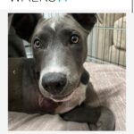 Ariel Winter Instagram - Happy #NationalRescueDogDay! 🐶 As you all know, I’m extremely passionate about rescue dogs😍, so today I’m celebrating adoptable rescue pups like these, and supporting one of my favorite rescues @wagsandwalks. Wags & Walks is an LA & Nashville based rescue dedicated to finding forever homes for dogs of all ages, sizes & breeds. They have saved 9,000+ pups since 2011 through family-friendly adoption, volunteer and humane education programming. 🐾 PLEASE consider adopting a furry friend, donating and/or getting involved at wagsandwalks.org today! #adoptdontshop #rescue #rescuedogsofinstagram