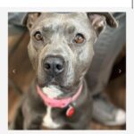 Ariel Winter Instagram - Happy #NationalRescueDogDay! 🐶 As you all know, I’m extremely passionate about rescue dogs😍, so today I’m celebrating adoptable rescue pups like these, and supporting one of my favorite rescues @wagsandwalks. Wags & Walks is an LA & Nashville based rescue dedicated to finding forever homes for dogs of all ages, sizes & breeds. They have saved 9,000+ pups since 2011 through family-friendly adoption, volunteer and humane education programming. 🐾 PLEASE consider adopting a furry friend, donating and/or getting involved at wagsandwalks.org today! #adoptdontshop #rescue #rescuedogsofinstagram