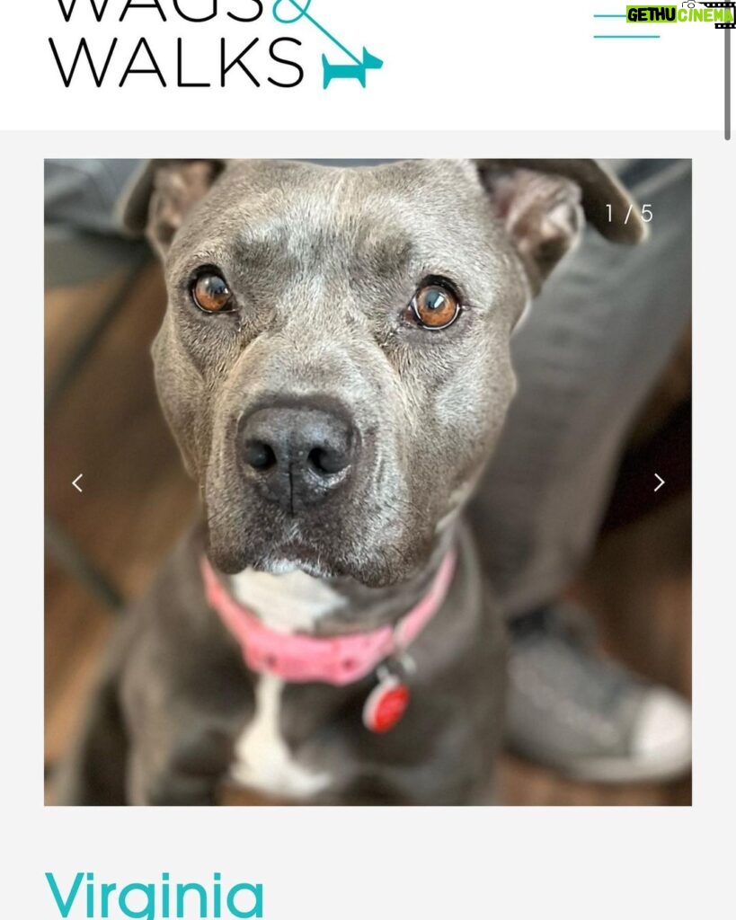 Ariel Winter Instagram - Happy #NationalRescueDogDay! 🐶 As you all know, I’m extremely passionate about rescue dogs😍, so today I’m celebrating adoptable rescue pups like these, and supporting one of my favorite rescues @wagsandwalks. Wags & Walks is an LA & Nashville based rescue dedicated to finding forever homes for dogs of all ages, sizes & breeds. They have saved 9,000+ pups since 2011 through family-friendly adoption, volunteer and humane education programming. 🐾 PLEASE consider adopting a furry friend, donating and/or getting involved at wagsandwalks.org today! #adoptdontshop #rescue #rescuedogsofinstagram