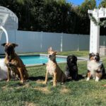 Ariel Winter Instagram - Just noticed it’s #nationalpetday so here are the bbs 🥰🥰🥰 swipe to see how big the puppy is getting 😍 #dogsofinstagram #rescuedogsofinstagram #dogs