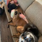 Ariel Winter Instagram - this is what time to yourself looks like as a dog mom me: I’m gonna take a quick nap dogs: yay we’re gonna take a quick nap #dogsofinstagram