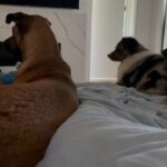Ariel Winter Instagram - hear me out…real dog moms of LA Los Angeles, California
