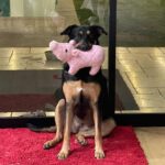 Ariel Winter Instagram - hear me out…real dog moms of LA Los Angeles, California