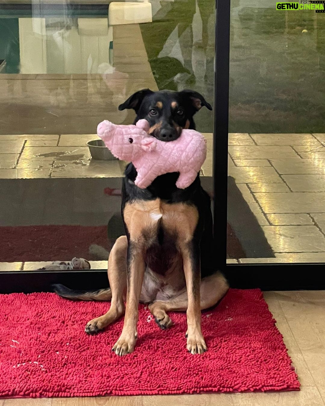 Ariel Winter Instagram - hear me out…real dog moms of LA Los Angeles, California