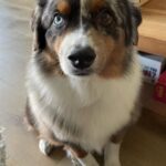 Ariel Winter Instagram - hear me out…real dog moms of LA Los Angeles, California