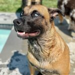 Ariel Winter Instagram - hear me out…real dog moms of LA Los Angeles, California