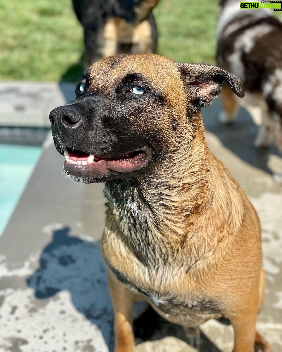 Ariel Winter Instagram - hear me out…real dog moms of LA Los Angeles, California