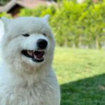 Ariel Winter Instagram - hear me out…real dog moms of LA Los Angeles, California