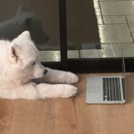 Ariel Winter Instagram - hear me out…real dog moms of LA Los Angeles, California