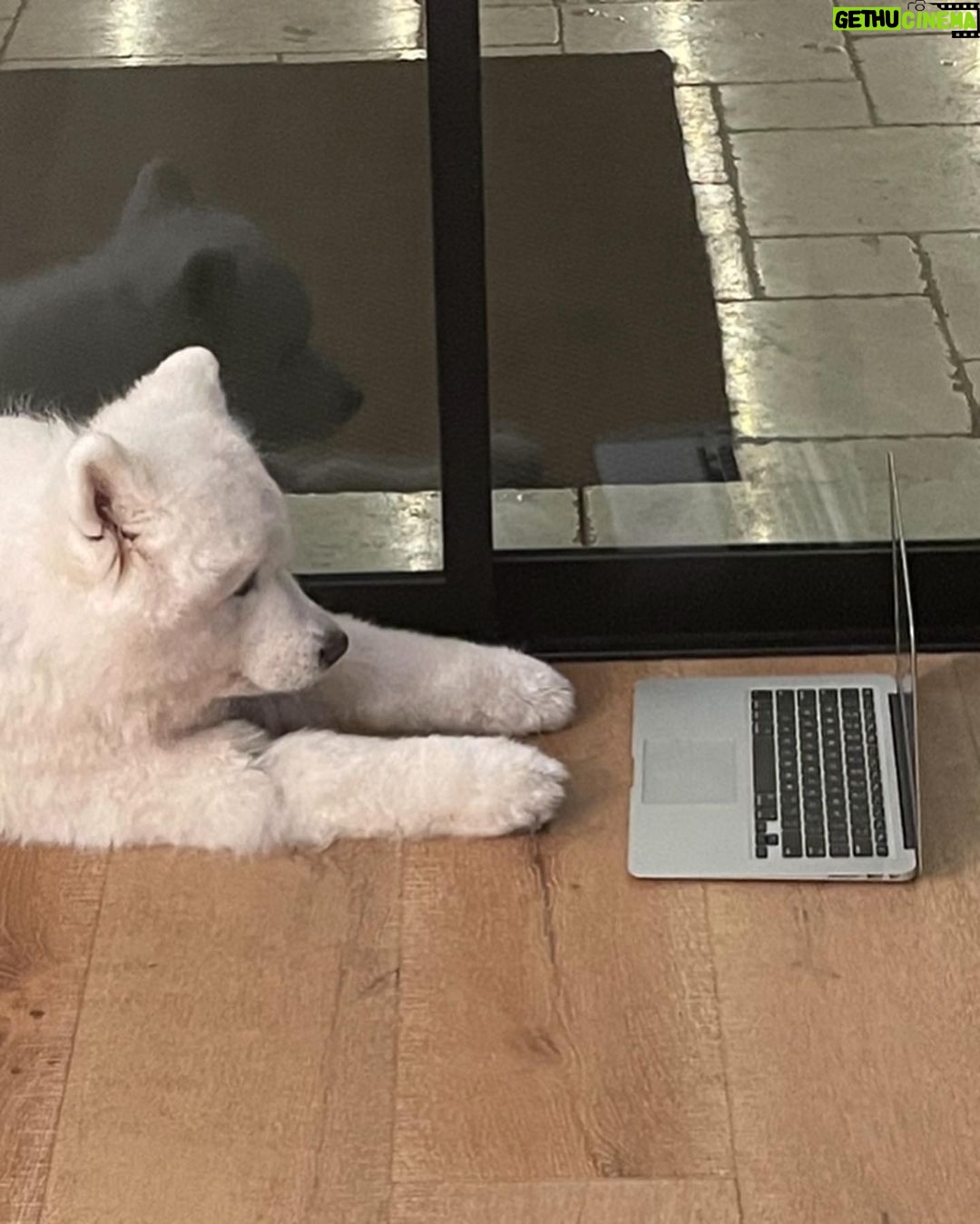 Ariel Winter Instagram - hear me out…real dog moms of LA Los Angeles, California