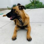 Ariel Winter Instagram - These 5 have my ❤️❤️❤️❤️❤️ Anyone else absolutely obsessed with their furkids and feel like sharing? Tag meeee I wanna seeeeee their sweet faces😍 Extra 🎉 if you have a pittie or pittie mix or a rescue story 😍😍😍😍 #dogsofinstagram #dogs #dogsofinsta #dogmom #pitbull #adoptdontshop #adopt #rescuedogsofinstagram #rescue #myheart #rescuedog Los Angeles, California