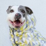 Ariel Winter Instagram - Sweet, ADOPTABLE Ofelia (7years 55lbs) & I will be on @nbccalive @_kimcaldwell tomorrow promoting one of my favorite rescues @wagsandwalks, my favorite breed #pittie and #adoptdontshop !!!! Tune in 11:30am PST to see the most loving girl in the whole world! Thank you @charlienunnphotography for your work with me & Ofelia, and always doing what you can to help deserving pups like her find their forever homes! Swipe to see me smother her with kisses and a video at the end showing just how much of a cozy girl she is🥰 go to wagsandwalks.org to find out more information regarding fostering, donating, ADOPTINGGGG and more❤️ #pitbull #pitbulls #pitbullsofinstagram #adoptdontshop #rescuedog #rescuedogsofinstagram #nbc #dogphotography #news #love #adoptme Wags and Walks