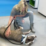 Ariel Winter Instagram - Sweet, ADOPTABLE Ofelia (7years 55lbs) & I will be on @nbccalive @_kimcaldwell tomorrow promoting one of my favorite rescues @wagsandwalks, my favorite breed #pittie and #adoptdontshop !!!! Tune in 11:30am PST to see the most loving girl in the whole world! Thank you @charlienunnphotography for your work with me & Ofelia, and always doing what you can to help deserving pups like her find their forever homes! Swipe to see me smother her with kisses and a video at the end showing just how much of a cozy girl she is🥰 go to wagsandwalks.org to find out more information regarding fostering, donating, ADOPTINGGGG and more❤️ #pitbull #pitbulls #pitbullsofinstagram #adoptdontshop #rescuedog #rescuedogsofinstagram #nbc #dogphotography #news #love #adoptme Wags and Walks