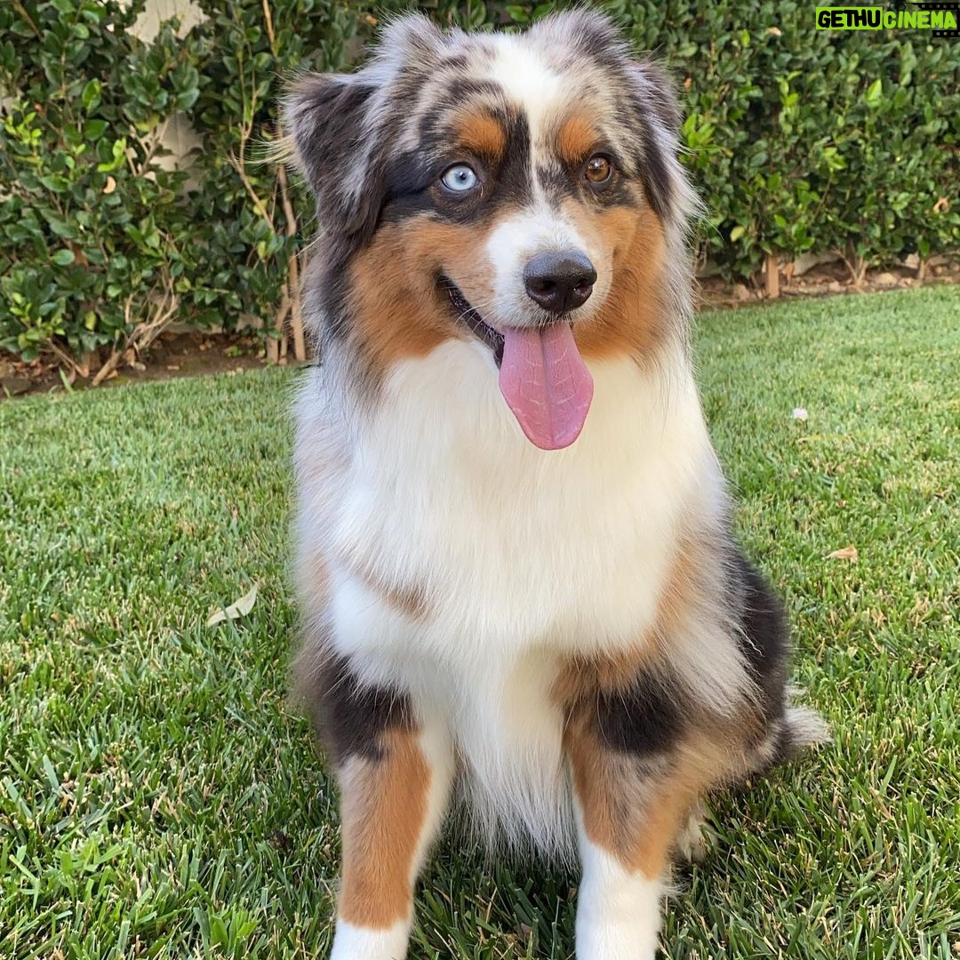 Ariel Winter Instagram - TELL YOUR DOGS WE SAID HI!!!!!!!!!!! Happy #nationaldogday from me + the furbabies😍🥰🐶 life is ruff😉 right now so...GO ADOPT YOUR FUTURE BEST FRIEND & GET TO CUDDLING 😍🥰 #adopt #adoptdontshop #dogsofinstagram #dogs #love #furbaby #puppylove