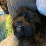 Ariel Winter Instagram - went from swimming to a surprise meet and greet with Chewbacca swipe to see the pics😍 my personal fav is pic 4 jussssst saying #chewbacca #starwars #chewbaccadog #rescuedogsofinstagram #rescue #mybaby #rescuedog #dog #dogsofinstagram #quarantinelife @americanhumane