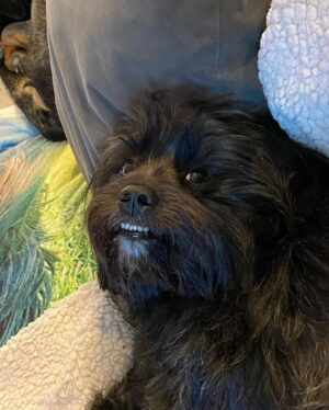 Ariel Winter Instagram - went from swimming to a surprise meet and greet with Chewbacca swipe to see the pics😍 my personal fav is pic 4 jussssst saying #chewbacca #starwars #chewbaccadog #rescuedogsofinstagram #rescue #mybaby #rescuedog #dog #dogsofinstagram #quarantinelife @americanhumane