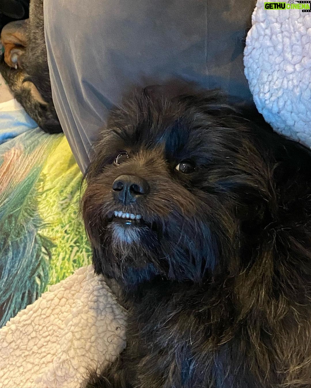 Ariel Winter - 416K Likes - went from swimming to a surprise meet and greet with Chewbacca swipe to see the pics😍 my personal fav is pic 4 jussssst saying #chewbacca #starwars #chewbaccadog #rescuedogsofinstagram #rescue #mybaby #rescuedog #dog #dogsofinstagram #quarantinelife @americanhumane
