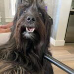 Ariel Winter Instagram - went from swimming to a surprise meet and greet with Chewbacca swipe to see the pics😍 my personal fav is pic 4 jussssst saying #chewbacca #starwars #chewbaccadog #rescuedogsofinstagram #rescue #mybaby #rescuedog #dog #dogsofinstagram #quarantinelife @americanhumane