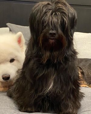 Ariel Winter Instagram - went from swimming to a surprise meet and greet with Chewbacca swipe to see the pics😍 my personal fav is pic 4 jussssst saying #chewbacca #starwars #chewbaccadog #rescuedogsofinstagram #rescue #mybaby #rescuedog #dog #dogsofinstagram #quarantinelife @americanhumane
