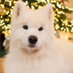 Ariel Winter Instagram - ❤️✨🥹Happy Pawlidays 2023🥹✨❤️
