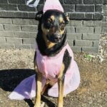 Ariel Winter Instagram - Happy Halloween from the doggos👻🍬 No doggo was put in costume without tonsssss of treatos 🦴🐾😂❤️ #halloween #dogsofinstagram #dogs #dogstagram