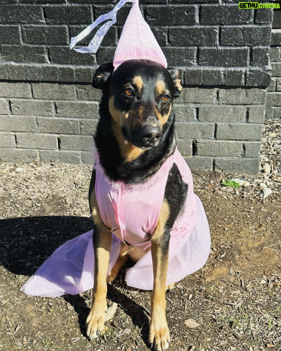 Ariel Winter Instagram - Happy Halloween from the doggos👻🍬 No doggo was put in costume without tonsssss of treatos 🦴🐾😂❤️ #halloween #dogsofinstagram #dogs #dogstagram
