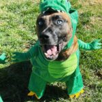 Ariel Winter Instagram - Happy Halloween from the doggos👻🍬 No doggo was put in costume without tonsssss of treatos 🦴🐾😂❤️ #halloween #dogsofinstagram #dogs #dogstagram