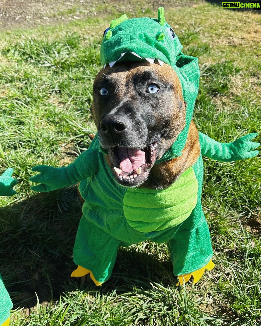 Ariel Winter Instagram - Happy Halloween from the doggos👻🍬 No doggo was put in costume without tonsssss of treatos 🦴🐾😂❤️ #halloween #dogsofinstagram #dogs #dogstagram