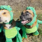Ariel Winter Instagram - Happy Halloween from the doggos👻🍬 No doggo was put in costume without tonsssss of treatos 🦴🐾😂❤️ #halloween #dogsofinstagram #dogs #dogstagram