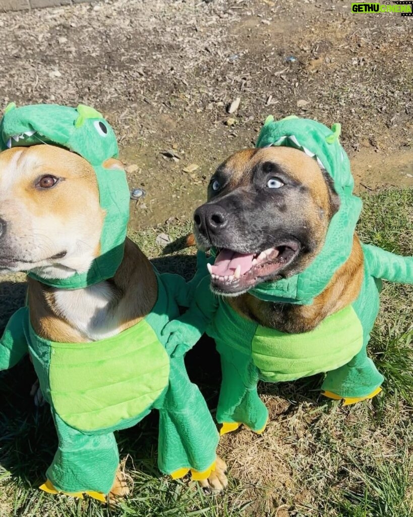 Ariel Winter Instagram - Happy Halloween from the doggos👻🍬 No doggo was put in costume without tonsssss of treatos 🦴🐾😂❤️ #halloween #dogsofinstagram #dogs #dogstagram