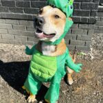 Ariel Winter Instagram – Happy Halloween from the doggos👻🍬 No doggo was put in costume without tonsssss of treatos 🦴🐾😂❤️ #halloween #dogsofinstagram #dogs #dogstagram