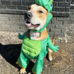 Ariel Winter Instagram - Happy Halloween from the doggos👻🍬 No doggo was put in costume without tonsssss of treatos 🦴🐾😂❤️ #halloween #dogsofinstagram #dogs #dogstagram