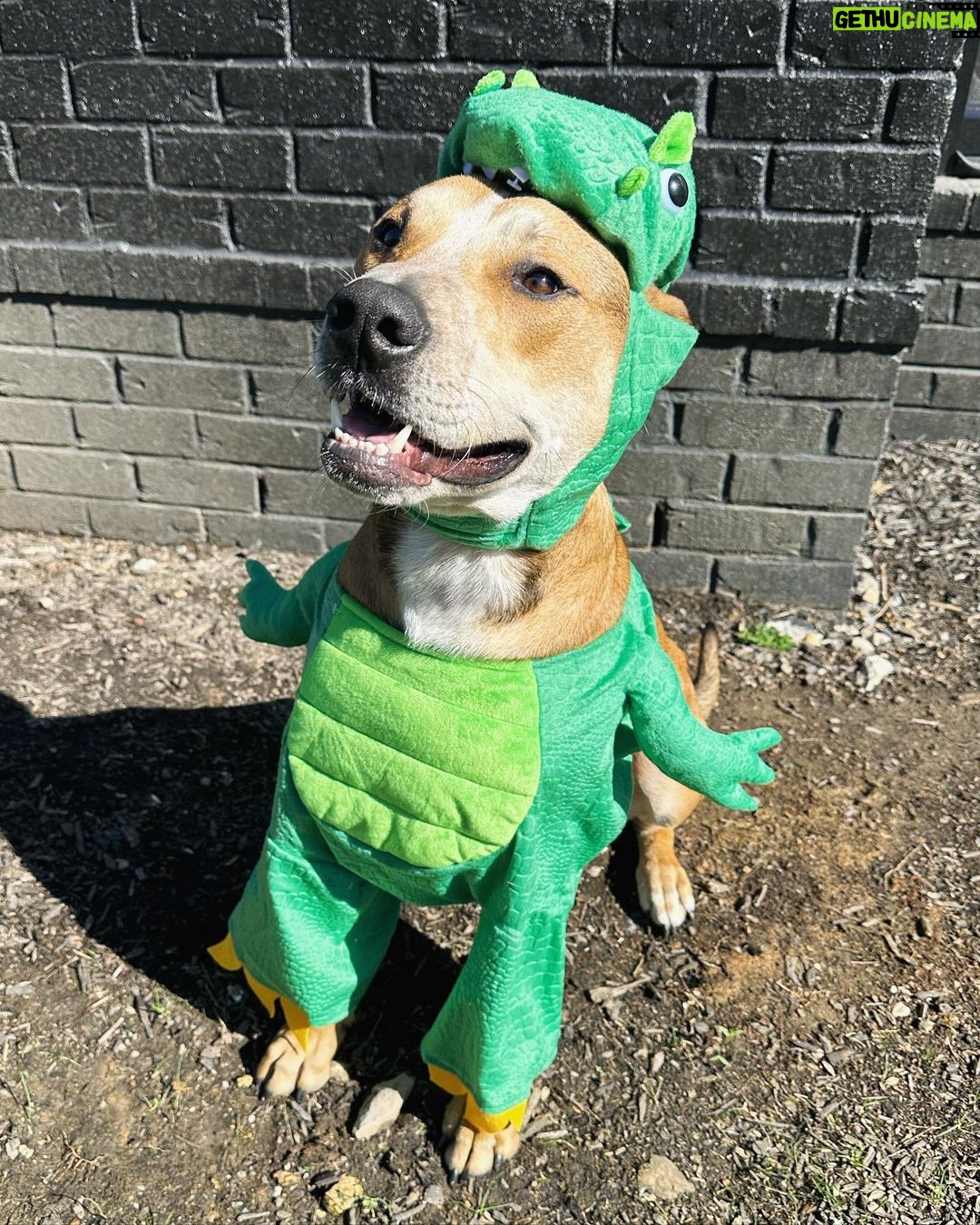 Ariel Winter Instagram - Happy Halloween from the doggos👻🍬 No doggo was put in costume without tonsssss of treatos 🦴🐾😂❤️ #halloween #dogsofinstagram #dogs #dogstagram