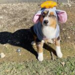 Ariel Winter Instagram – Happy Halloween from the doggos👻🍬 No doggo was put in costume without tonsssss of treatos 🦴🐾😂❤️ #halloween #dogsofinstagram #dogs #dogstagram