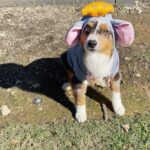 Ariel Winter Instagram - Happy Halloween from the doggos👻🍬 No doggo was put in costume without tonsssss of treatos 🦴🐾😂❤️ #halloween #dogsofinstagram #dogs #dogstagram